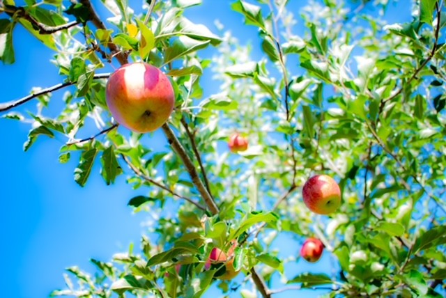 top - 長野県大町市 川上りんご園